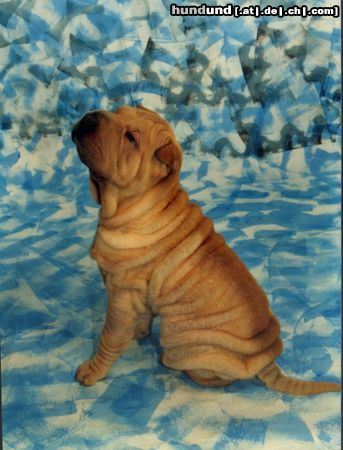 Shar Pei Hunde Foto 10386 Shar Pei