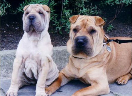 Shar Pei Hunde Foto 1583 Shar Pei Meine zwei Shar Peis