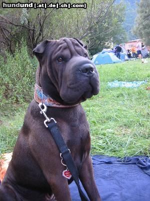 Shar Pei Hunde Foto 5247 Shar Pei Zorro, die Sabberkrake