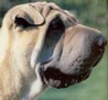 Shar Pei, Chinesischer Faltenhund