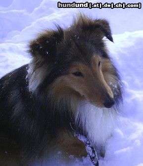 Sheltie Hunde Foto 17471 Sheltie Joy Baron of House Isabell liebt den Schnee...
