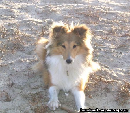 Sheltie Hunde Foto 19304 Sheltie isy