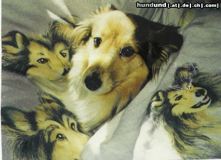 Sheltie Hunde Foto 12511 Sheltie Loki in der Sheltie bettwäsche
