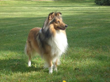 Sheltie Linus, Amos vom Sternbusch