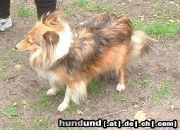 Sheltie Hunde Foto 4957 Sheltie bluemerle Sheltie