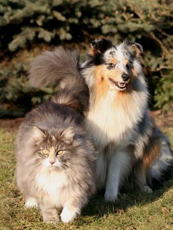 Sheltie Hunde Foto 29455 in höherer Auflösung ansehen Sheltie Nemo mit seiner kleinen Katzenfreundin Maya