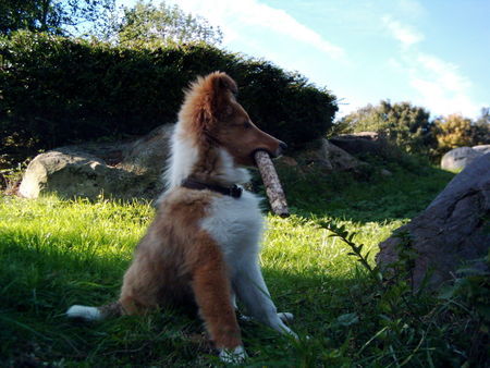 Sheltie was kostet die Welt