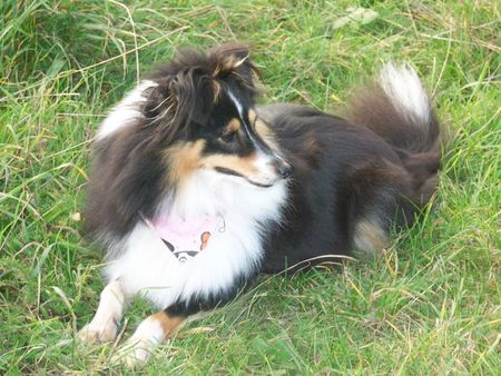 Sheltie Hunde Foto 43598 in höherer Auflösung ansehen Sheltie Dunja vom Schäferstolz