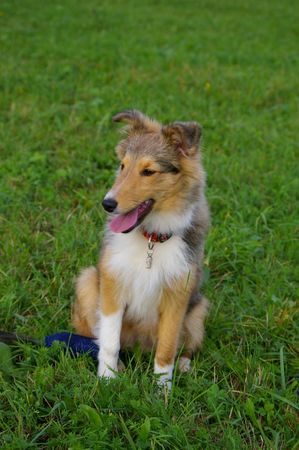 Sheltie Hunde Foto 35088 in höherer Auflösung ansehen Sheltie Steven Connor from Shamrock river
