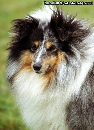 Sheltie Hunde Foto 8189 Sheltie Blue merle Hündin