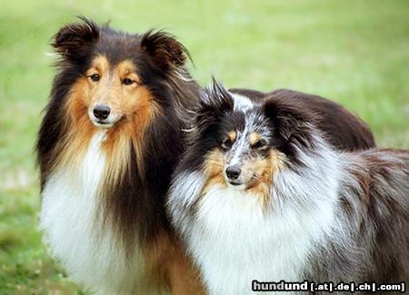 Sheltie Hunde Foto 8190 Sheltie Blue merle Hündin und darksable Rüde
