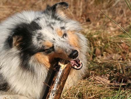 Sheltie Hunde Foto 29456 in höherer Auflösung ansehen Sheltie Wie genussvoll der Nemo an einem Stöckchen knabbern kann, sieht man auf diesem Bild ;)