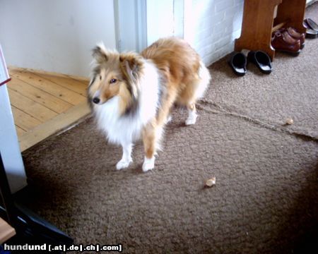 Sheltie Hunde Foto 17709 Sheltie Sunko 8 Monate