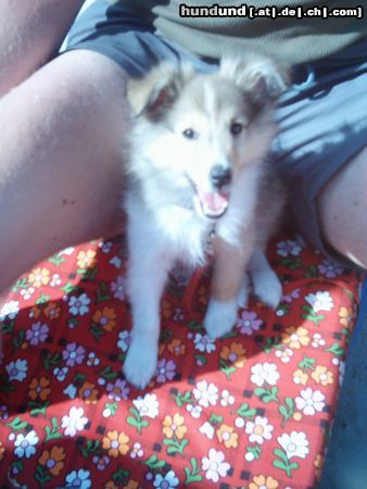 Sheltie Hunde Foto 17701 Sheltie Sunko 3 Monate