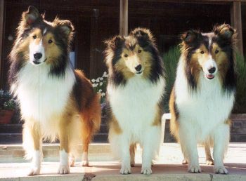 Sheltie Hunde Foto 202 Sheltie