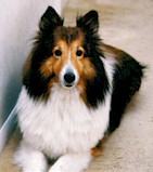 Sheltie Hunde Foto 203 Sheltie