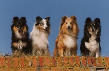 Sheltie Hunde Foto 204 Sheltie