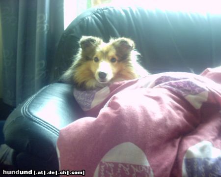 Sheltie Hunde Foto 17716 Sheltie Sunko 13 Monate