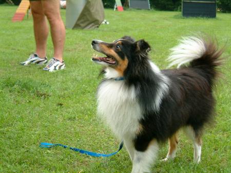 Sheltie Hunde Foto 809 Sheltie Buster-Black of Irish Home