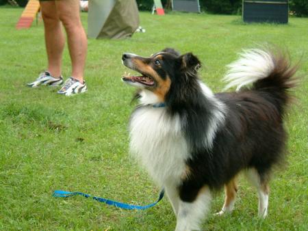 Sheltie Buster-Black of Irish Home