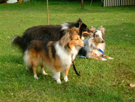 Sheltie 'Jessy' - Magdalena First Lady von der Sheltiemühle (Schnellster Sheltie der Welt 2001)