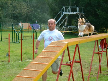 Sheltie Hunde Foto 806 Sheltie 'Jessy' - Magdalena First Lady von der Sheltiemühle (Schnellster Sheltie der Welt 2001)