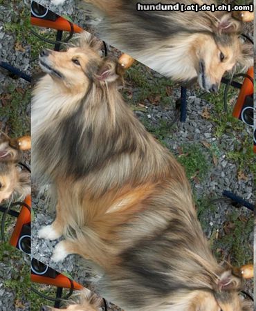 Sheltie Hunde Foto 4925 Sheltie Ich glaub ich seh doppelt