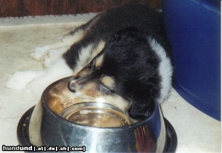 Sheltie Hunde Foto 5218 Sheltie So wie man liegt so bettet man sich
