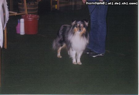 Sheltie Hunde Foto 5219 Sheltie Auf der Ausstellung