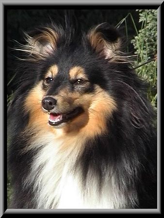 Sheltie Arielle from magic Wood