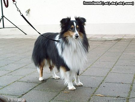 Sheltie Hunde Foto 5114 Sheltie POS Prince of Magic