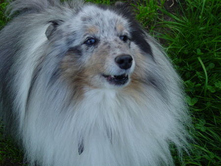 Sheltie Hunde Foto 35332 in höherer Auflösung ansehen Sheltie Effie vom Brombeerhag 8 Jahre