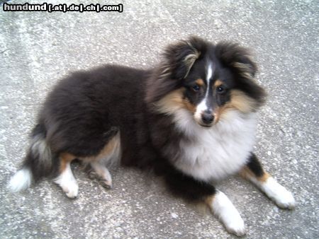 Sheltie Hunde Foto 19847 in höherer Auflösung ansehen Sheltie Dunja vom Schäferstolz
