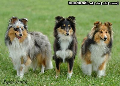 Sheltie Hunde Foto 23641 in höherer Auflösung ansehen Sheltie Sheltiehündinnen