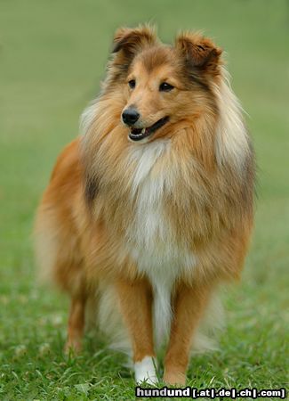 Sheltie Hunde Foto 23621 in höherer Auflösung ansehen Sheltie Sheltie auf einer Ausstellung
