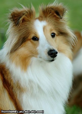 Sheltie Hunde Foto 23631 in höherer Auflösung ansehen Sheltie Sheltiehündin