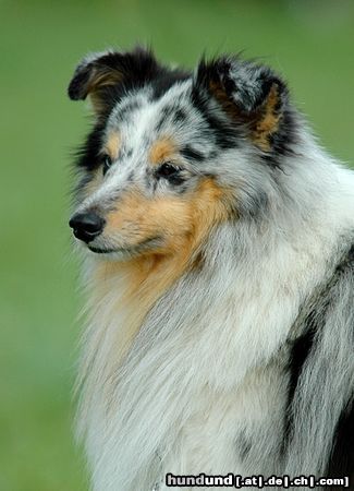 Sheltie Hunde Foto 23632 in höherer Auflösung ansehen Sheltie Blue merle Sheltiehündin