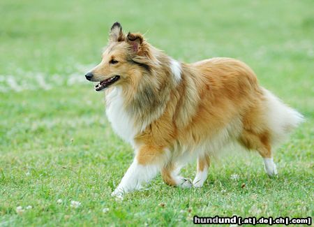 Sheltie Hunde Foto 23633 in höherer Auflösung ansehen Sheltie Sheltiehündin