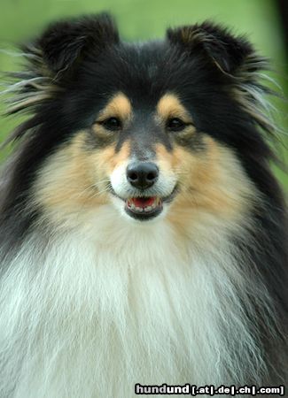 Sheltie Hunde Foto 23634 in höherer Auflösung ansehen Sheltie Tricolour Sheltie