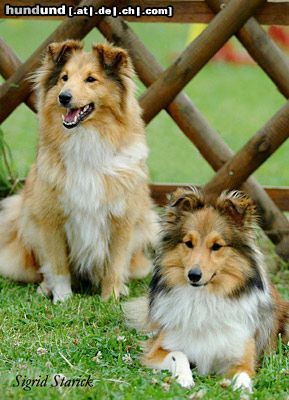 Sheltie Hunde Foto 23645 in höherer Auflösung ansehen Sheltie Shelties