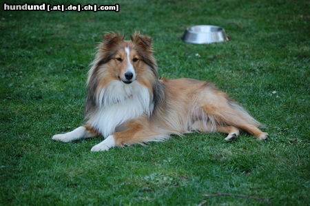 Sheltie Nugget in Gold of little Wonderland