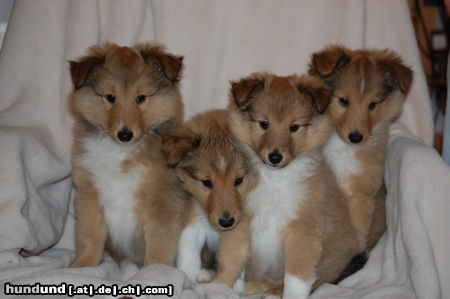 Sheltie Hunde Foto 46365 in höherer Auflösung ansehen Sheltie A-Wurf von der Gillbach