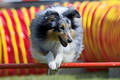 Sheltie flying Sheltie