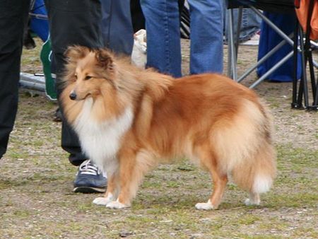 Sheltie Sheltiehündin/ auf dem Bild 12 Monate jung