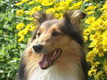 Sheltie Der Sheltie vom Huntetal