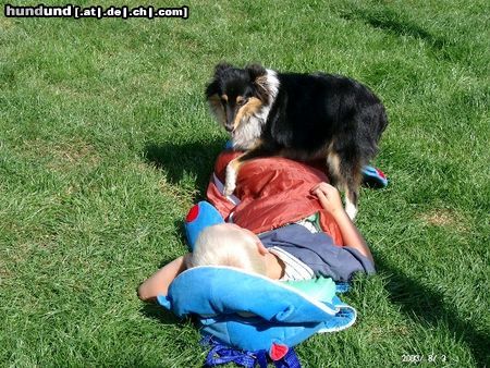 Sheltie Hunde Foto 4904 Sheltie Toxica hey auf stehen