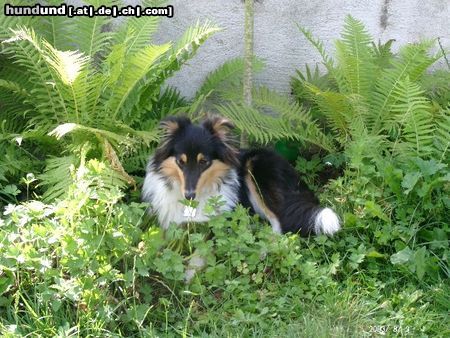 Sheltie Hunde Foto 4905 Sheltie Toxica hier ist es kühl jäh hoffentlich siet mich keiner