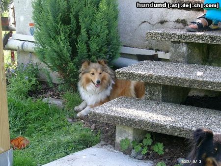 Sheltie Hunde Foto 4903 Sheltie Sheltiedame nur hier lässt es sich aus halten bei den Temp.