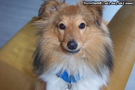 Sheltie Hunde Foto 4878 Sheltie Romeo alias Hr.Sheltie