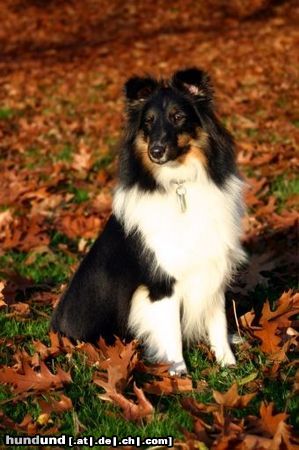 Sheltie Hunde Foto 16409 in höherer Auflösung ansehen Sheltie Charmed Choice from a Beloved Home